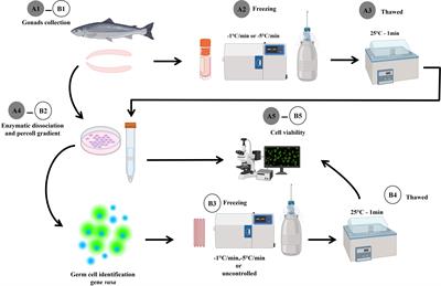 Cryopreservation of germ cells as a conservation strategy for two valuable species in Mexico: Totoaba macdonaldi and Seriola lalandi